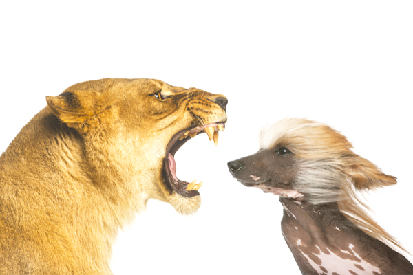 Communication Strategies