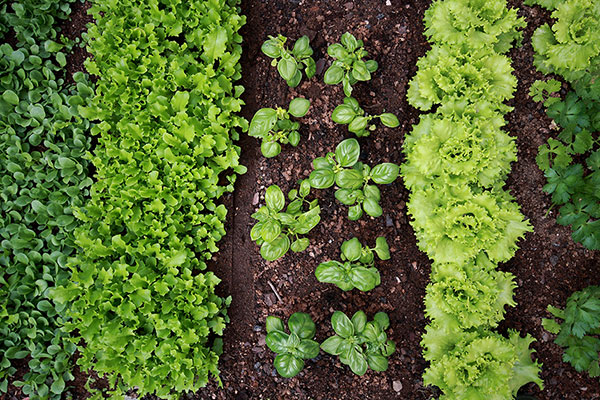 Natural Organic Gardening Certification