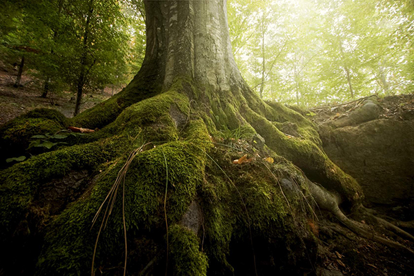 Paleo and Primal Living